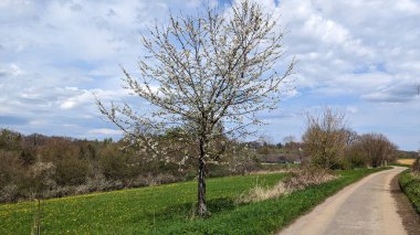 İlkbaharda ağaçlı bir yol