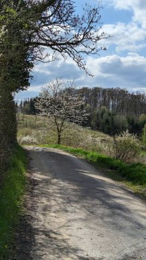 Kırsaldaki ağaçların arasından geçen bir yol.