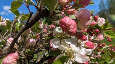 Bahçedeki güzel çiçekler