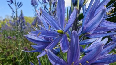 Bahçedeki güzel çiçekler