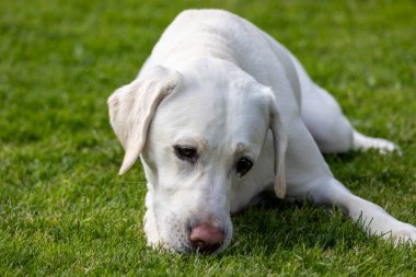 Beyaz bir Labrador çimlerin üzerinde yatıyor.