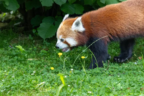 Batı red panda (Ailurus fulgens fulgens), Nepal red panda olarak da bilinen.