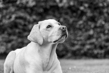 Beyaz bir Labrador çimlerin üzerinde yatıyor.