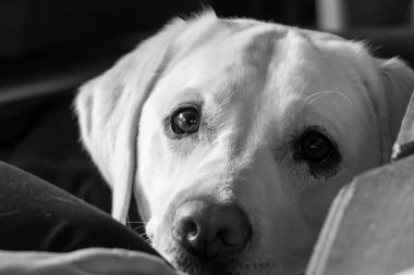 Kahverengi gözlü beyaz bir Labrador kanepede yatıyor.