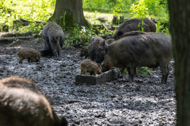 Ormanda yaban domuzları, genç hayvanlarla dereler, yaban domuzları