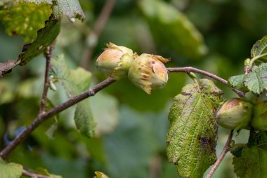 Young hazelnuts (filbert, kobnuss) grow on the tree. Green hazelnut from organic nut farms. Hazelnuts or coconuts with leaves in the garden. The concept of Filbert plant production harvest. Hazelnut clipart