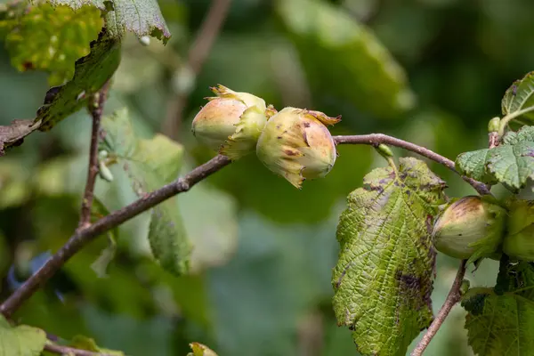Genç fındıklar (filbert, kobnuss) ağaçta yetişir. Organik fındık çiftliklerinden yeşil fındık. Bahçede yaprakları olan fındık ya da hindistan cevizi. Filbert bitki üretim hasadı konsepti. Fındık