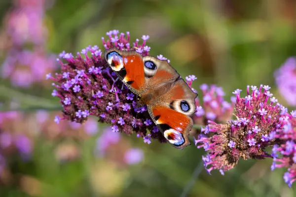 Avrupa Tavuskuşu Kelebeği (Aglais io, Inachis io) Buddleia ile beslenir