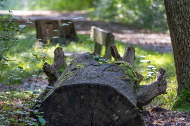 Büyük bir kütük bir ormanda yerde oturuyor. Kütük yosunlarla çevrili.