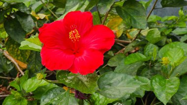 Çin gülü marşmelov çiçeğinin güzel makro çekimi