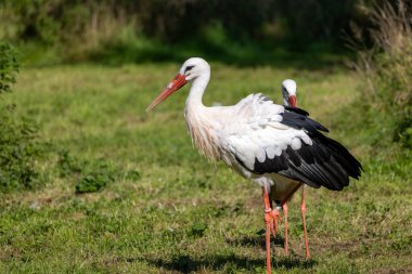 Beyaz bir leylek çayırda duruyor..