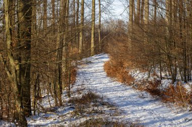 Sauerland 'de kışın karlı bir tarla