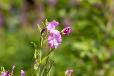 Mor çiçek kümesinin üzerinde bir arı geziniyor.