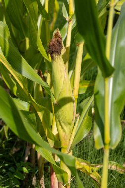 Mısır tarlasında mısır koçanı yakın plan..