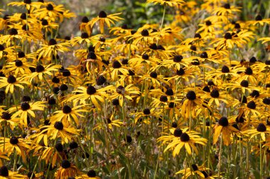 Garden coneflower with Bee in Sauerland clipart