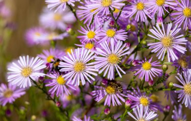 Bahçedeki asterlerin mor çiçekleri. Seçici odak.