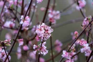 Winter snowball (Viburnum bodnantense Dawn) clipart