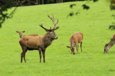 Yeşil çayırda etkileyici boynuzları olan kırmızı erkek geyik.