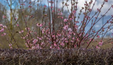 Kış Kartopu (Viburnum Bodnantense Dawn)