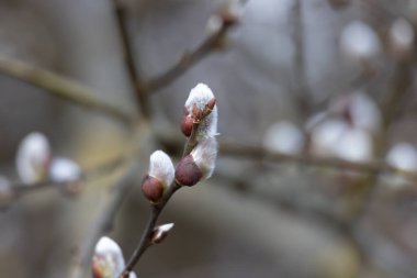 Willow branches with fluffy catkins close-up outdoors. The symbol of Easter and Palm Sunday. Fluffy silver-pink pussy willow earrings