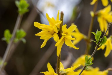 İlkbaharda Forsythia çiçekleri...