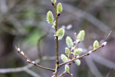 Willow branches with fluffy buds clipart