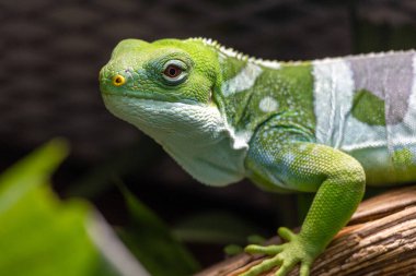 Tahtada Canlı Yeşil Kertenkele Muhtemelen Kırmızı Gözlü ve Karmaşık Ölçekli İguana Bulanık Arkaplan Karşısında
