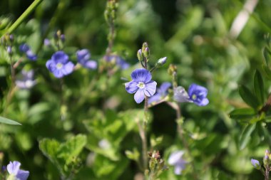 A bunch of blue flowers are in a field clipart