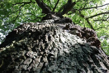 Bir ağaç gövdesi, bir sürü kabuğu ve bir kaç deliği var.