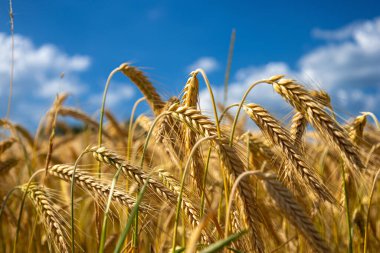 Altın buğday tarlası ve günbatımı gökyüzü, hasat mevsiminde tarım tahıl hasadının manzarası
