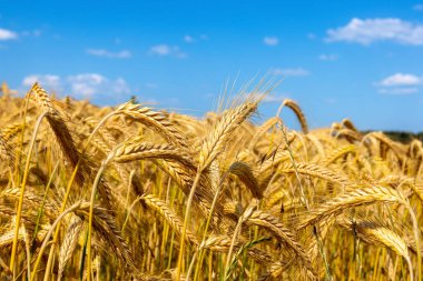 Altın buğday tarlası ve günbatımı gökyüzü, hasat mevsiminde tarım tahıl hasadının manzarası