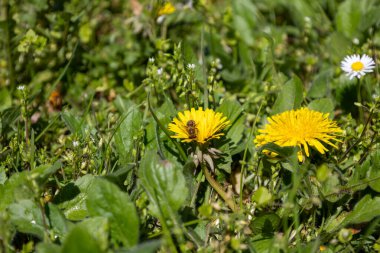 Tarladaki sarı çiçek.