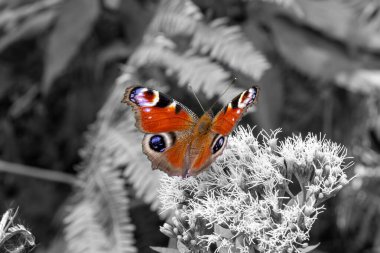 Kırmızı çiçek ile kelebek