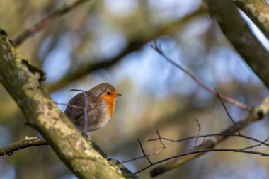 Robin Robin (bethacus rubebecula) Dublin, İrlanda 'da bir ormanda.