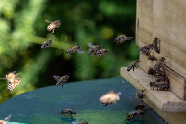 Arı kovanındaki arılar