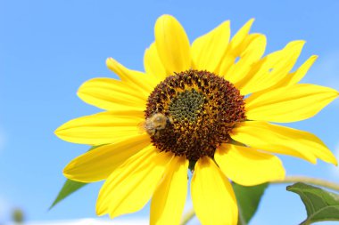 Güzel sarı çiçeklerin yakın manzarası