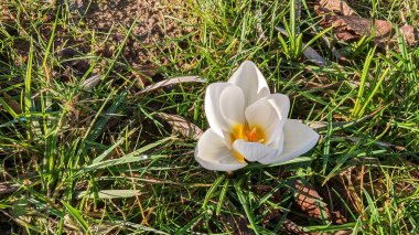 Beyaz Bahçe bitkisi