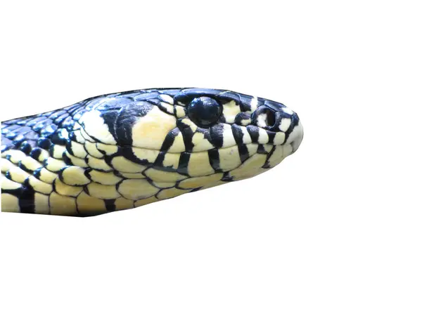 Python Python Python Python Python Python Snake Snake