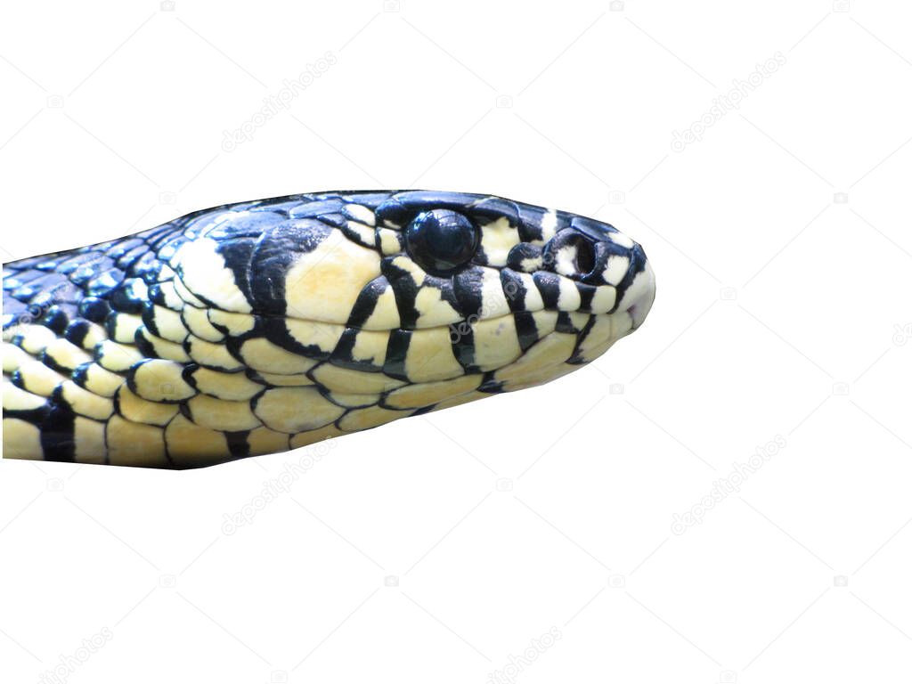 Pitone Pitone Pitone Pitone Pitone Pitone Serpente Serpente