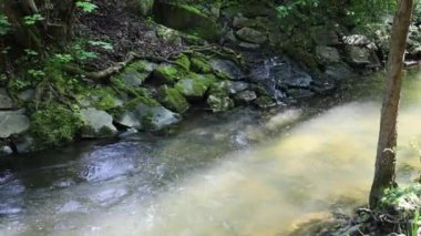 Ormandaki güzel nehir.