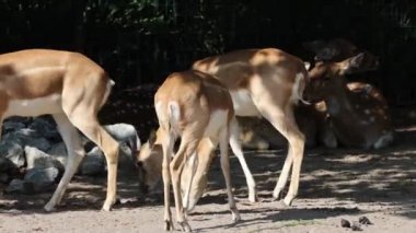 Ormanda bir grup genç geyik.