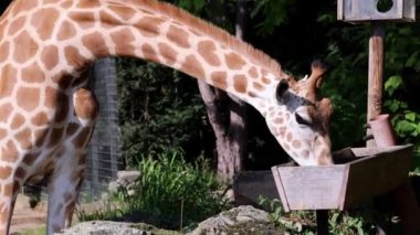 Hayvanat bahçesindeki zürafa