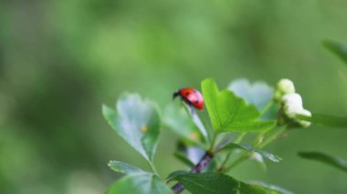 yeşil yapraklı kırmızı böcek