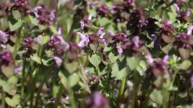 Bahçedeki mor çiçek