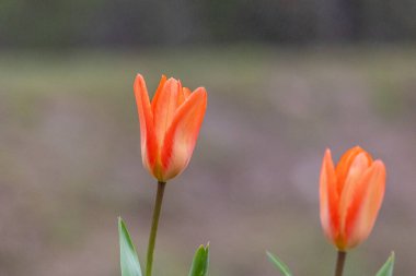Mayıs 'ta kırmızı lale, Mayıs' ta çiçek