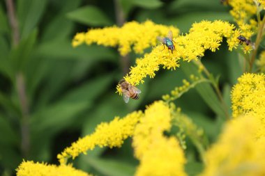 Arılar çiçekten nektar toplamakla meşguller.