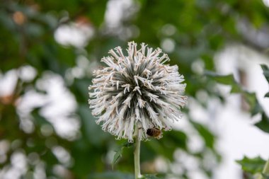 Eryngium vulgare, Eryngium vulgare is a perennial plant in the genus Eryngium. clipart