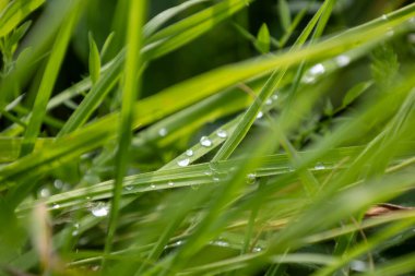 Çiy damlalarının yakın çekimi: doğanın narin güzelliği