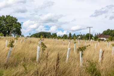 reforestation with tree seedlings with plastic tubes around stem growing in rows clipart