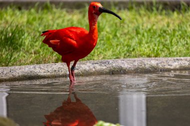 Kızıl Ibis kuşu Eudocimus yakutu yerde arama yapıyor.